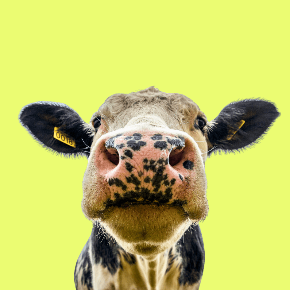 Does red meat harm female fertility?
